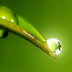 Tsubaki green